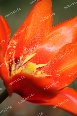 Tulpe