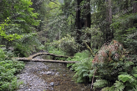 Vegetation und Kustenmammutbaeume, Redwoods,  Sequoia sempervirens, Muir Woods Nationalpark, Kalifornien, USA