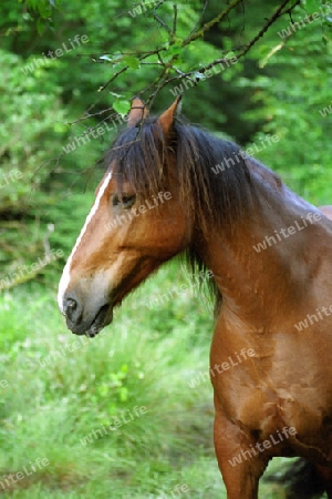 Pferd im Wald