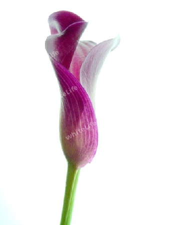 Calla