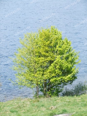 Laubbaum am Maarufer