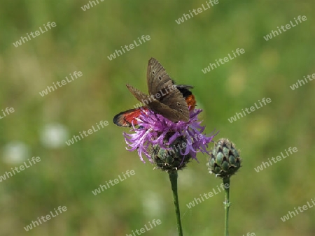 Blutstroepfchen,Sechsfleck-Widderchen