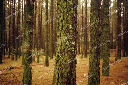 EUROPA, SPANIEN, ATLANTISCHER OZEAN, KANAISCHE INSELN, KANAREN, TENERIFFA, INSEL, LANDSCHAFT, WALD, FORST, AUFFORSTEN, WIRTSCHAFT, HOLZPLANTAGE, STAMM, BAUM, BAUMSTAMM, 
Eine Holzplantage im Zentrum der Insel Teneriffa auf den Kanarischen Inseln.  (K