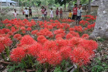 Faszinierende rote Blumen bei Venilale in Zental Ost Timor auf der in zwei getrennten Insel Timor in Asien.  