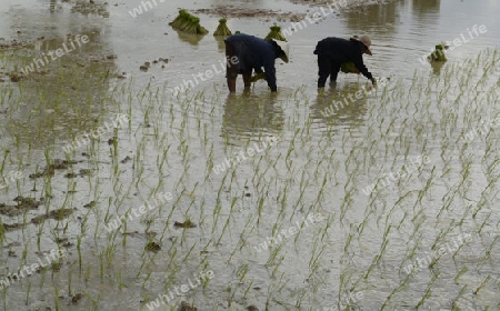 Reisfelder und Landwirtschaft in der Provinz Amnat Charoen nordwestlich von Ubon Ratchathani im nordosten von Thailand in Suedostasien.