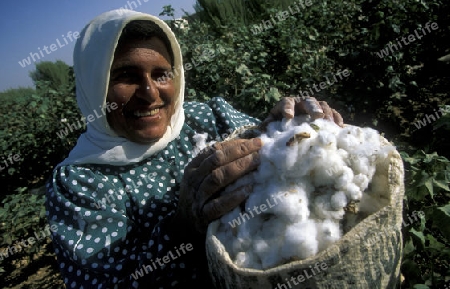 Eine Ernte auf einer Baumwolle Plantage bei Aleppo im norden von Syrien.