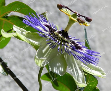 Blaue Passionsblume (Passiflora caerulea) 