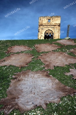 The fresh Leather gets dry on the sun near Leather production in front of the Citywall in the old City in the historical Town of Fes in Morocco in north Africa.