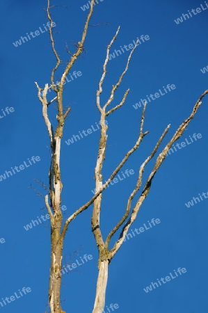 Leafless tree under a blue sky - Kahler Baum unter blauem Himmel