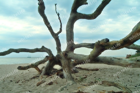 Bizarrer Baum an der Ostseek?ste