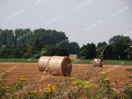 Feld mit Stohballen