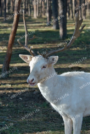 Albino Rotschirsch