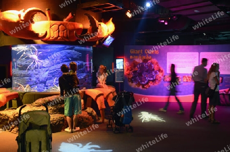 Das Siam Ocean World Aquarium in der Hauptstadt Bangkok von Thailand in Suedostasien.