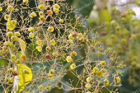 Teakbaum - Tectona grandis