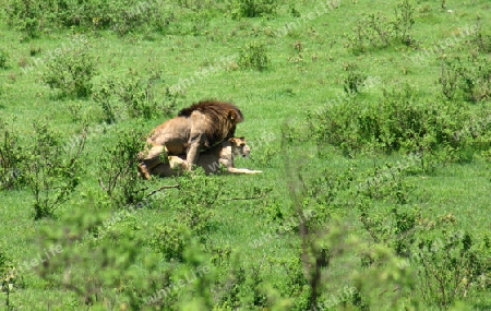 Lion, Panthera leo