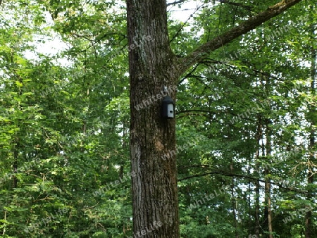 Ein Haus am Baum