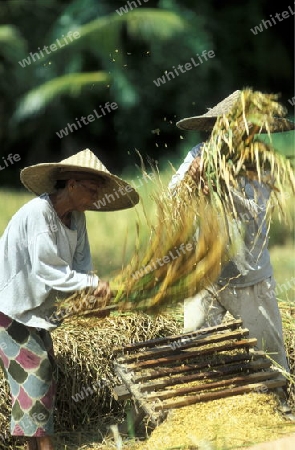 Die Reisfelder und Reisterrassen bei Tegalalang noerdlich von Ubud in Zentral Bali auf der Insel Bali in Indonesien.  