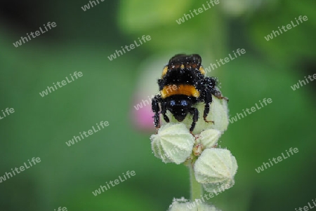 Hummel