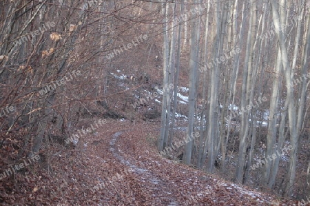 Waldweg