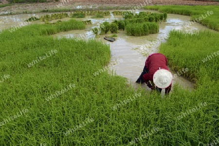 Reisfelder und Landwirtschaft in der Provinz Amnat Charoen nordwestlich von Ubon Ratchathani im nordosten von Thailand in Suedostasien.