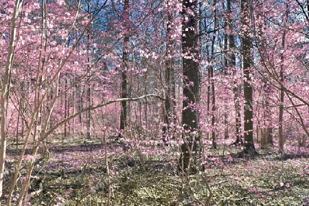 Beautiful pink and purple infrared panorama of a countryside landscape with a blue sky.