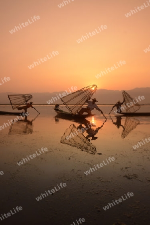 Fishermen at sunrise in the Landscape on the Inle Lake in the Shan State in the east of Myanmar in Southeastasia.