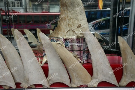 Haifisch Flossen in einem Schaufenster in der Charoen Krung Strasse im China Town von Bangkok der Hauptstadt von Thailand in Suedostasien.