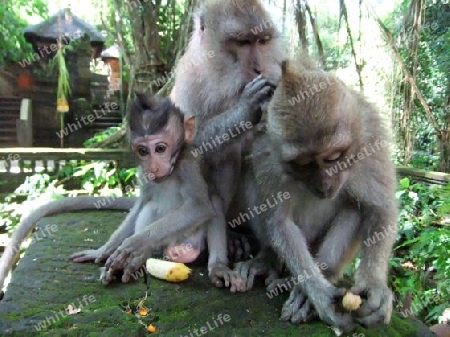 Affen, Familie, Gruppe, Baby, Jungtier, in, Bali