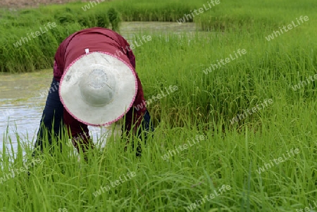 Reisfelder und Landwirtschaft in der Provinz Amnat Charoen nordwestlich von Ubon Ratchathani im nordosten von Thailand in Suedostasien.