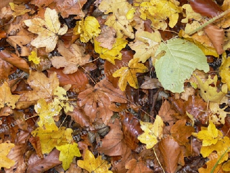 Waldboden mit Laub