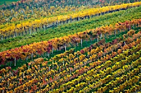 Weinberg in der S?dsteiermark