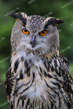 europ?ischer Uhu, Bubo bubo, Portrait