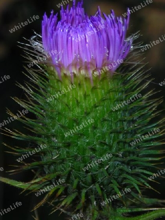 Distel