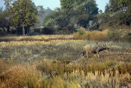 Die Landwirtschaft mit Reisfeldern im Winter bei Amnat Charoen im Isan im osten von Thailand,