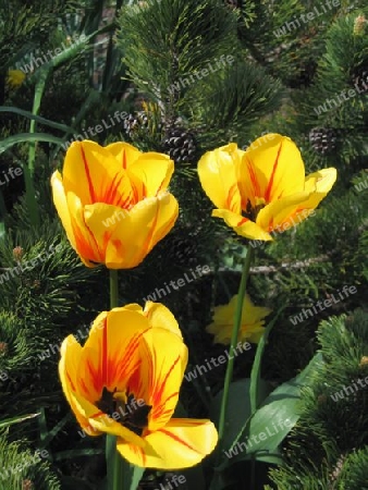 Yellow Tulips in Uplands Park