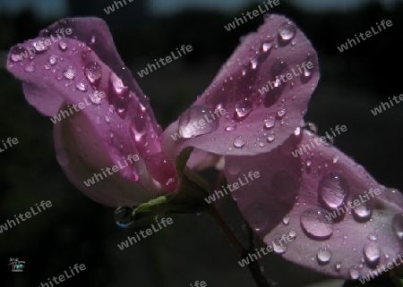 Tropfen aud der Blume