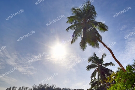 Beautiful palm trees at the beach on the tropical paradise islands Seychelles