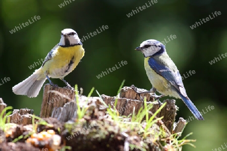 Zwei Blaumeisen