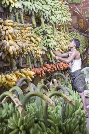 a big Banana Shop in a Market near the City of Yangon in Myanmar in Southeastasia.