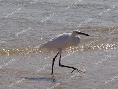 Der Seidenreiher am Meer