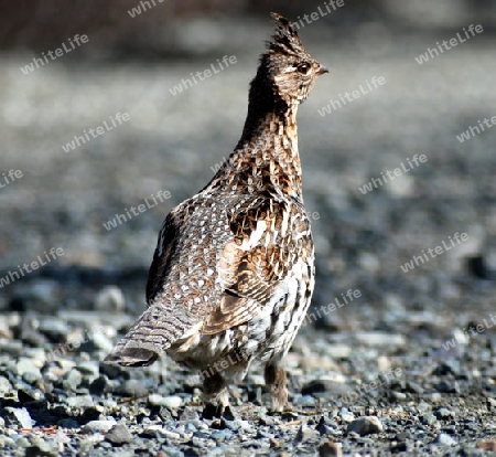 ruffed grouse