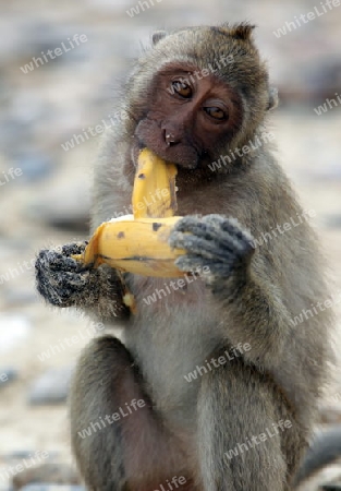 Wilde Affen auf der Monkey Island im Khao Sam Roi Yot Nationalpark am Golf von Thailand im Suedwesten von Thailand in Suedostasien.