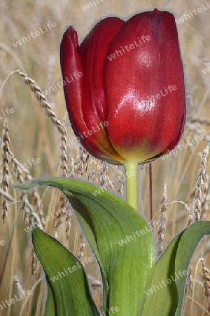 Tulpe vor Dinkel