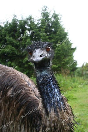 Emu