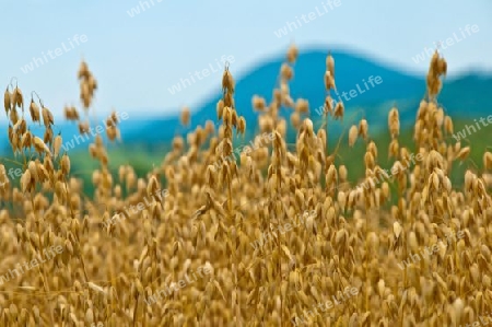 Haferfeld mit Berg im Hintergrund