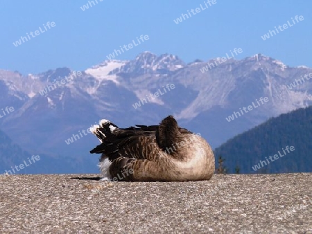 schlafende Ente vor Berg