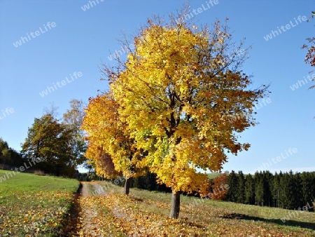 Herbstlandschaft-2