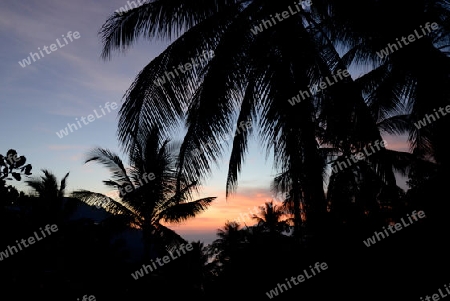 Palmtrees at sunrice  in the Town of Ko PhiPhi on Ko Phi Phi Island outside of  the City of Krabi on the Andaman Sea in the south of Thailand. 