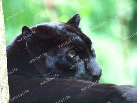 black Panther