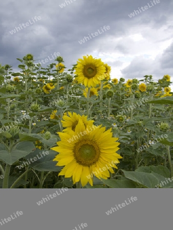 Sonnenblume - angebaut auf einem Feld